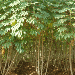 How BASICS is changing Nigeria’s cassava seed sector and creating seed entrepreneurs