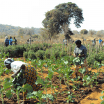 Smallholder farmer inclusion: Nigeria, data and the path to food security