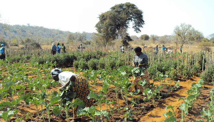 Smallholder farmer inclusion: Nigeria, data and the path to food security