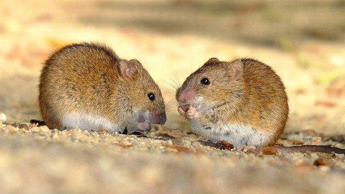China raises alarm over suspected Bubonic plague