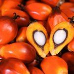 Palm kernel oil in Nigeria