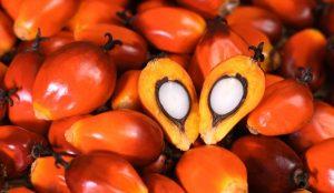 Palm kernel oil in Nigeria 