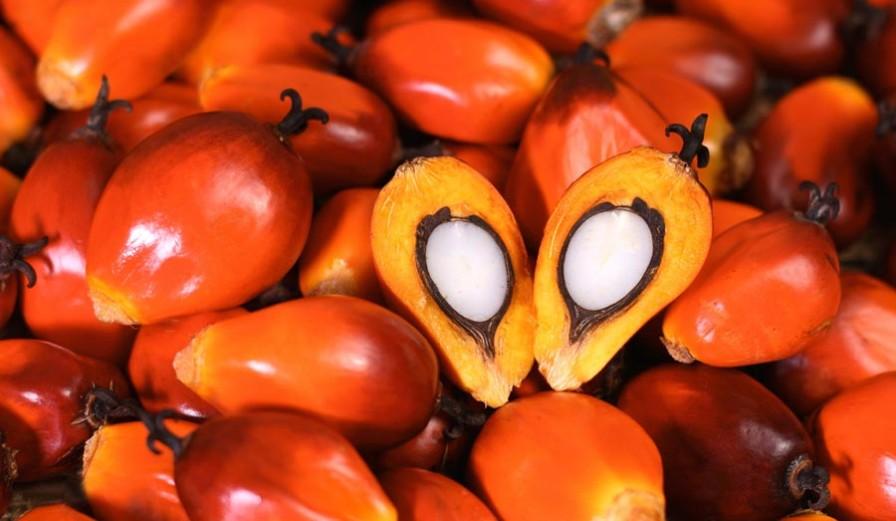 Palm kernel oil in Nigeria