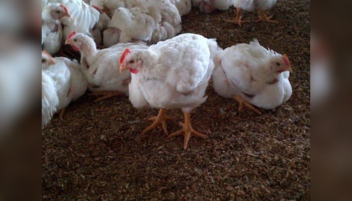 Akwa Ibom Livestock Market