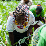 How flawed promise of returns trapped Nigerian agri-business investors' funds