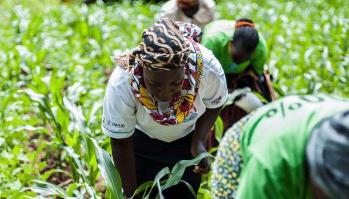 How flawed promise of returns trapped Nigerian agri-business investors' funds