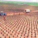 Obaseki's reform: Firm sets up 14,000ha palm plantation in Edo