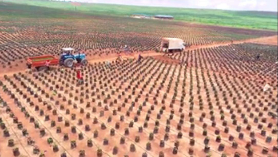 Obaseki's reform: Firm sets up 14,000ha palm plantation in Edo