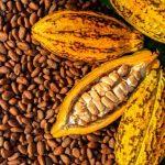 Cocoa output