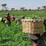 Nigerian farmers expecting big hit surprised by 1.58% agric growth in Q2