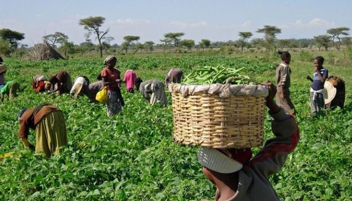 Farmers on a farmland land