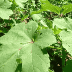 Herbs in a farmland