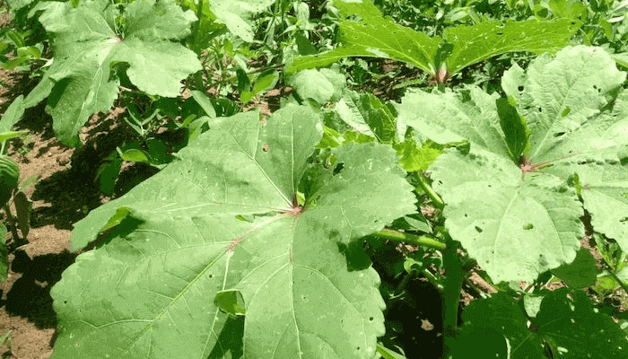 Herbs in a farmland