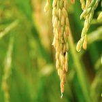 Rice seeds