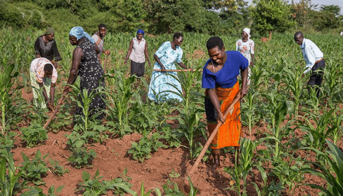 Farmers working on farm