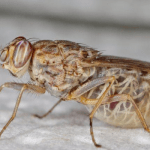 Sleeping sickeness in Togo