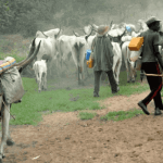 "herdsmen moving their cattles"