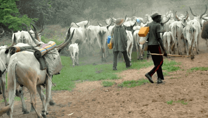 "herdsmen moving their cattles"