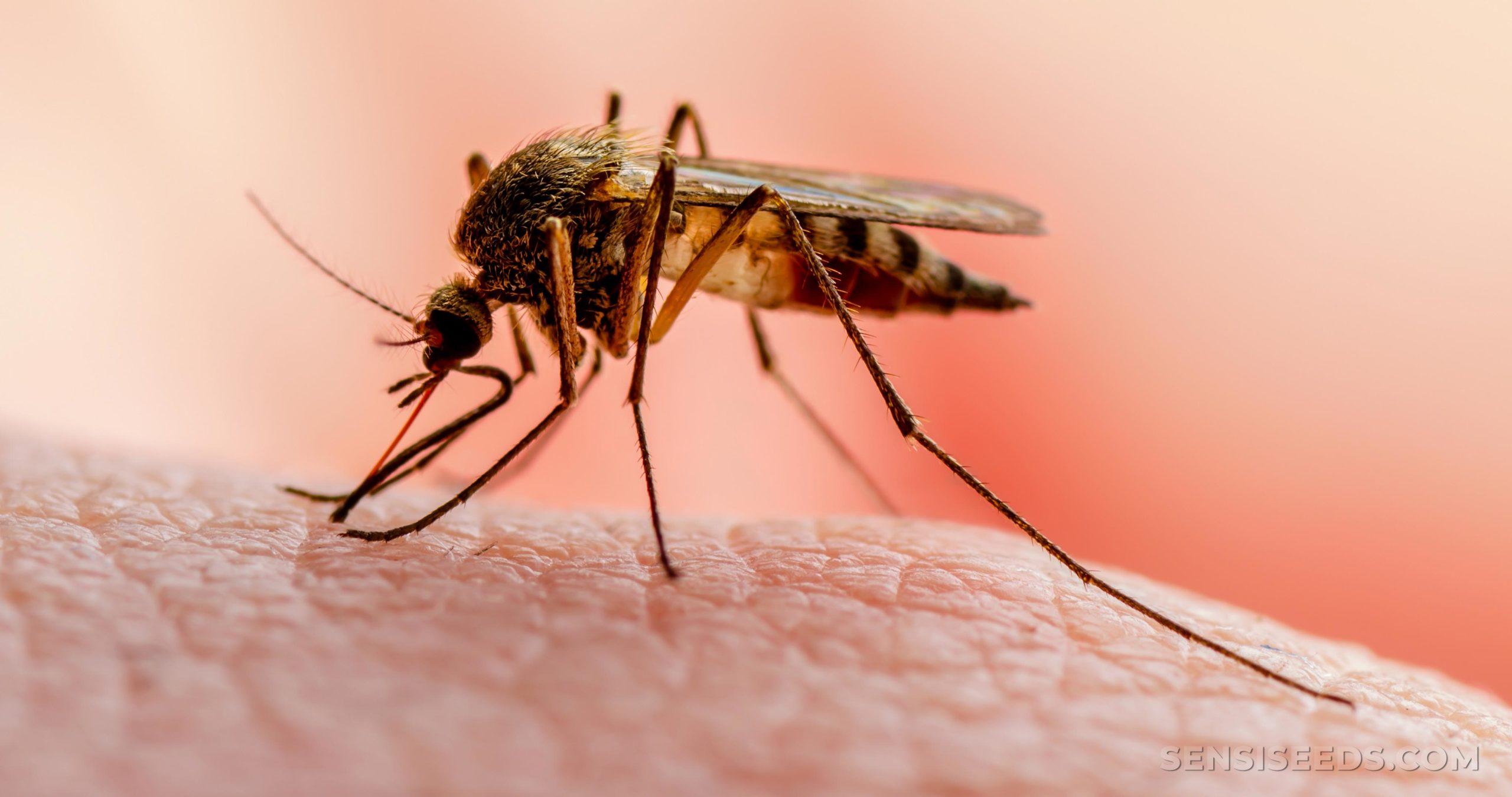Global athletes unite to keep malaria fight alive during Covid-19
