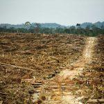 Large Deforested Land