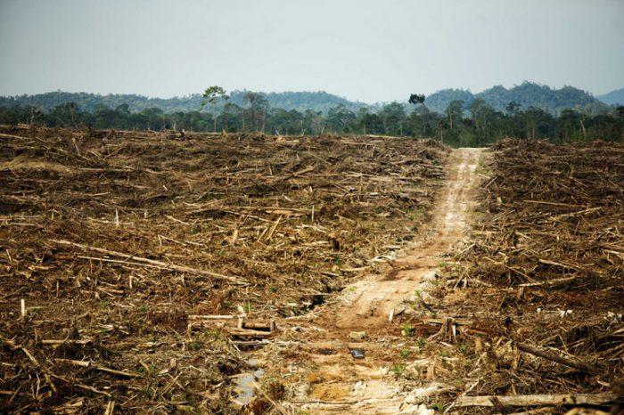 Large Deforested Land