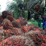 Okomu to add 1,250 new jobs with smallholder farmers’ scheme on back of Obaseki’s reforms