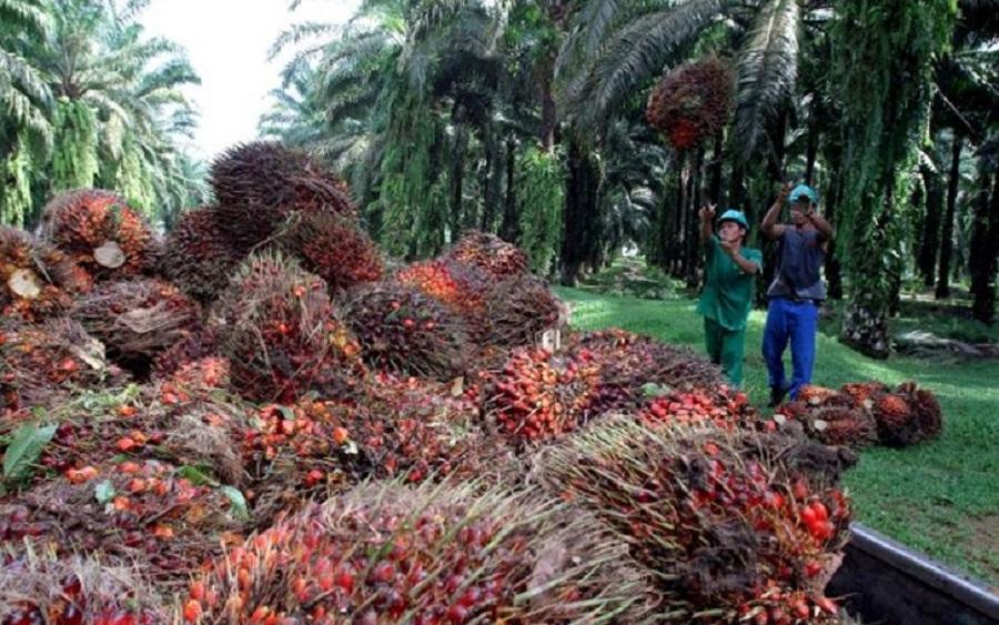 Okomu to add 1,250 new jobs with smallholder farmers’ scheme on back of Obaseki’s reforms