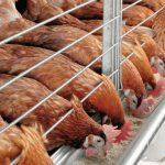 poultry farm