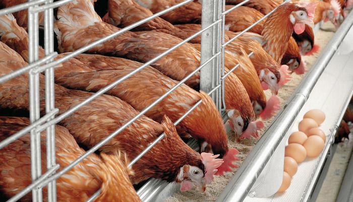 poultry farm