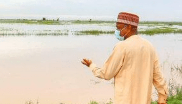 Flood washes off rice investments