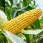 maize