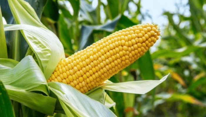 maize