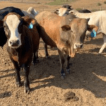 Abia urged to deploy vet-doctors at cattle control post to stem Bovine Tuberculosis
