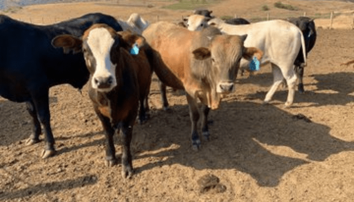 Abia urged to deploy vet-doctors at cattle control post to stem Bovine Tuberculosis