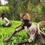 large scale farming in Plateau state