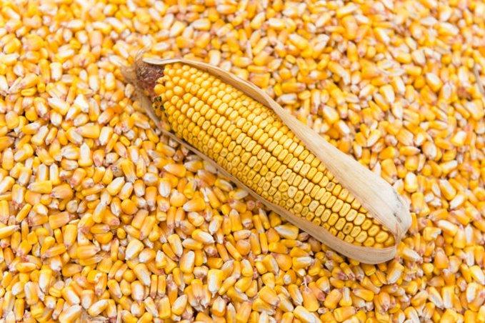 Here’s why CBN took interim measure to approve emergency maize importation