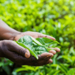 Investors mobilise for legal battle as AgroPark, again, postpones payout to 2021