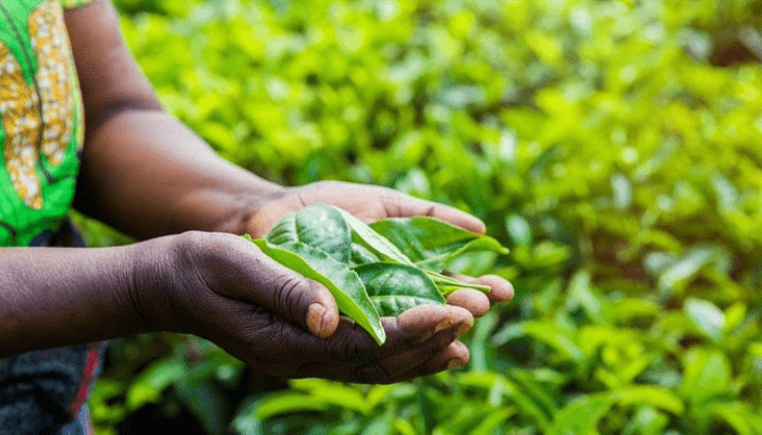 Investors mobilise for legal battle as AgroPark, again, postpones payout to 2021