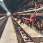 Thrive Agric, Leadway reply investors clarify positions on delayed repayment