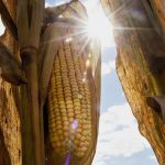 Outrage as HO Corn spreads 50% interest, capital repayment to December on low patronage