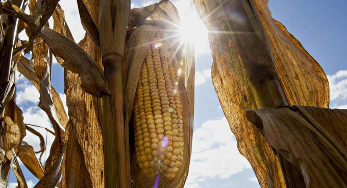 Outrage as HO Corn spreads 50% interest, capital repayment to December on low patronage