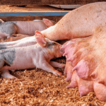 Farmzhi, Payfarmer swell list of agro-investment platforms struggling to pay investors