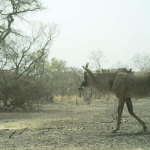 Roan antelope