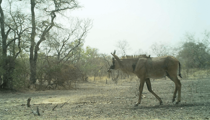 Roan antelope