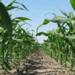 Investors cry foul as HO Corn drags repayment of overdue investments