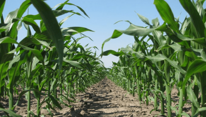 Investors cry foul as HO Corn drags repayment of overdue investments