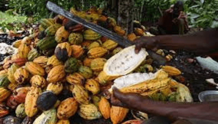 Cocoa prices in Nigeria