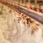 Poultry Industry