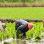 Rice production in Ogun