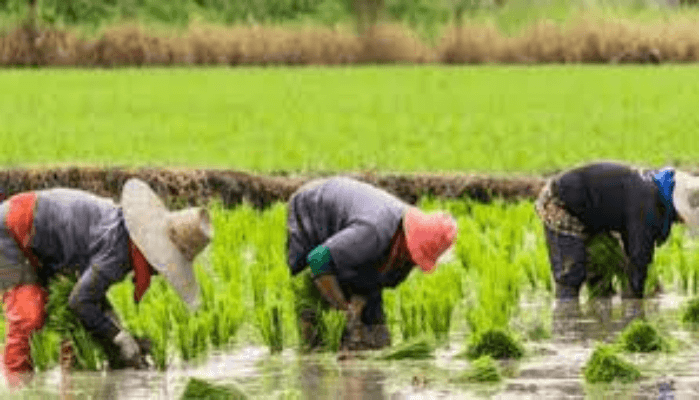 Rice production in Ogun